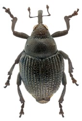 Ceutorhynchinae